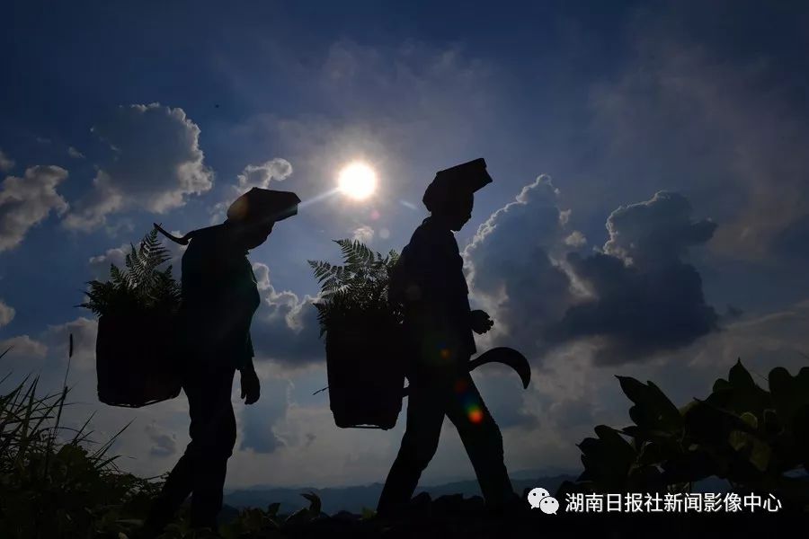 致富养殖视频_致富经养殖山羊_山珍养殖致富项目