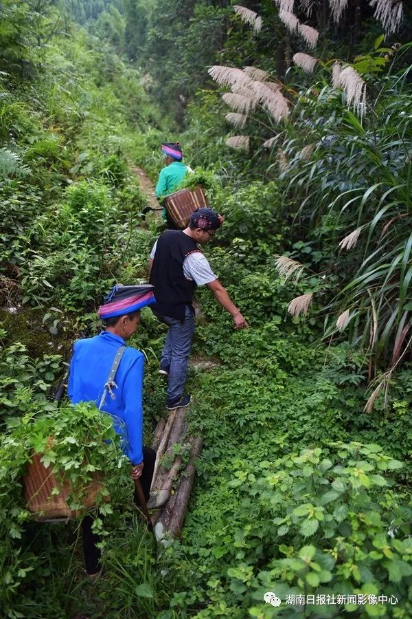 致富养殖视频_致富经养殖山羊_山珍养殖致富项目