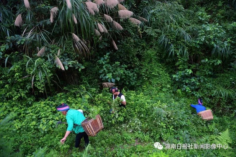 致富养殖视频_山珍养殖致富项目_致富经养殖山羊