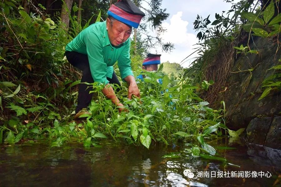 山珍养殖致富项目_致富养殖视频_致富经养殖山羊