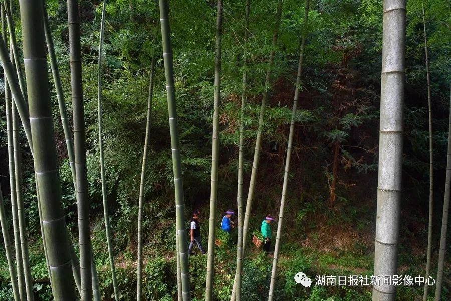 致富养殖视频_致富经养殖山羊_山珍养殖致富项目