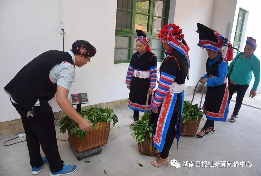 致富经养殖山羊_致富养殖视频_山珍养殖致富项目