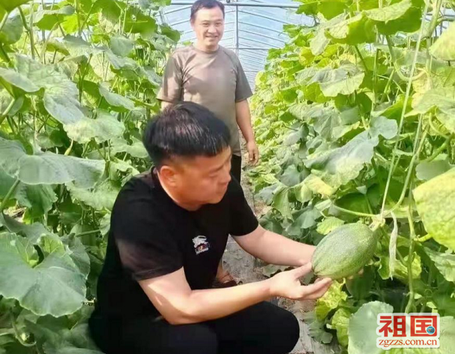 致富大棚种植事件始末_大棚种植致富事件_大棚里的致富经