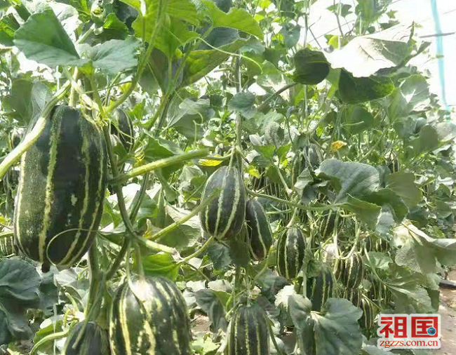 致富大棚种植事件始末_大棚里的致富经_大棚种植致富事件