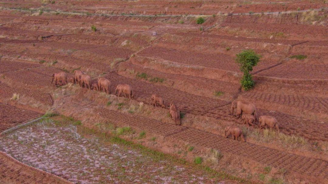 致富种植砂仁好吗_种砂仁赚钱吗_砂仁种植致富