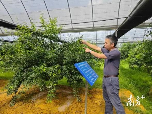 致富大伯种植李项目有哪些_致富经大叔种树_李大伯种植致富项目