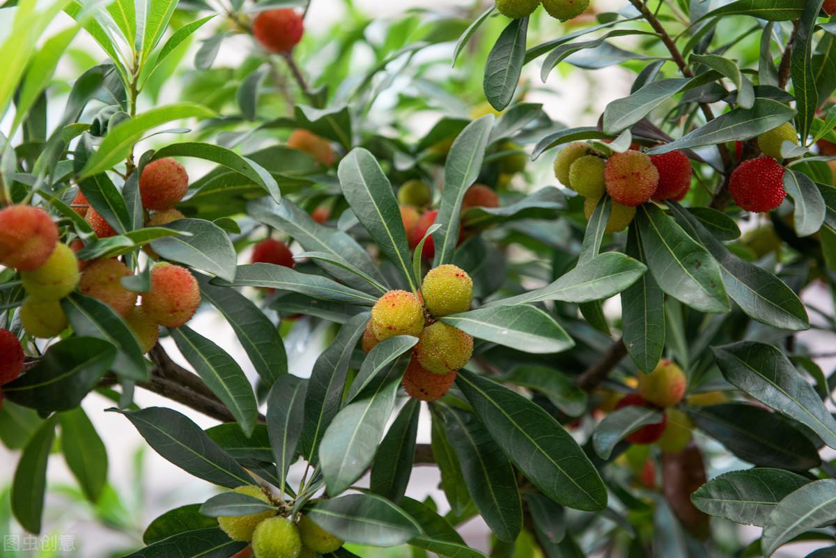 室内种植杨梅树技术要点_室内种植杨梅树技术视频_杨梅树室内种植技术