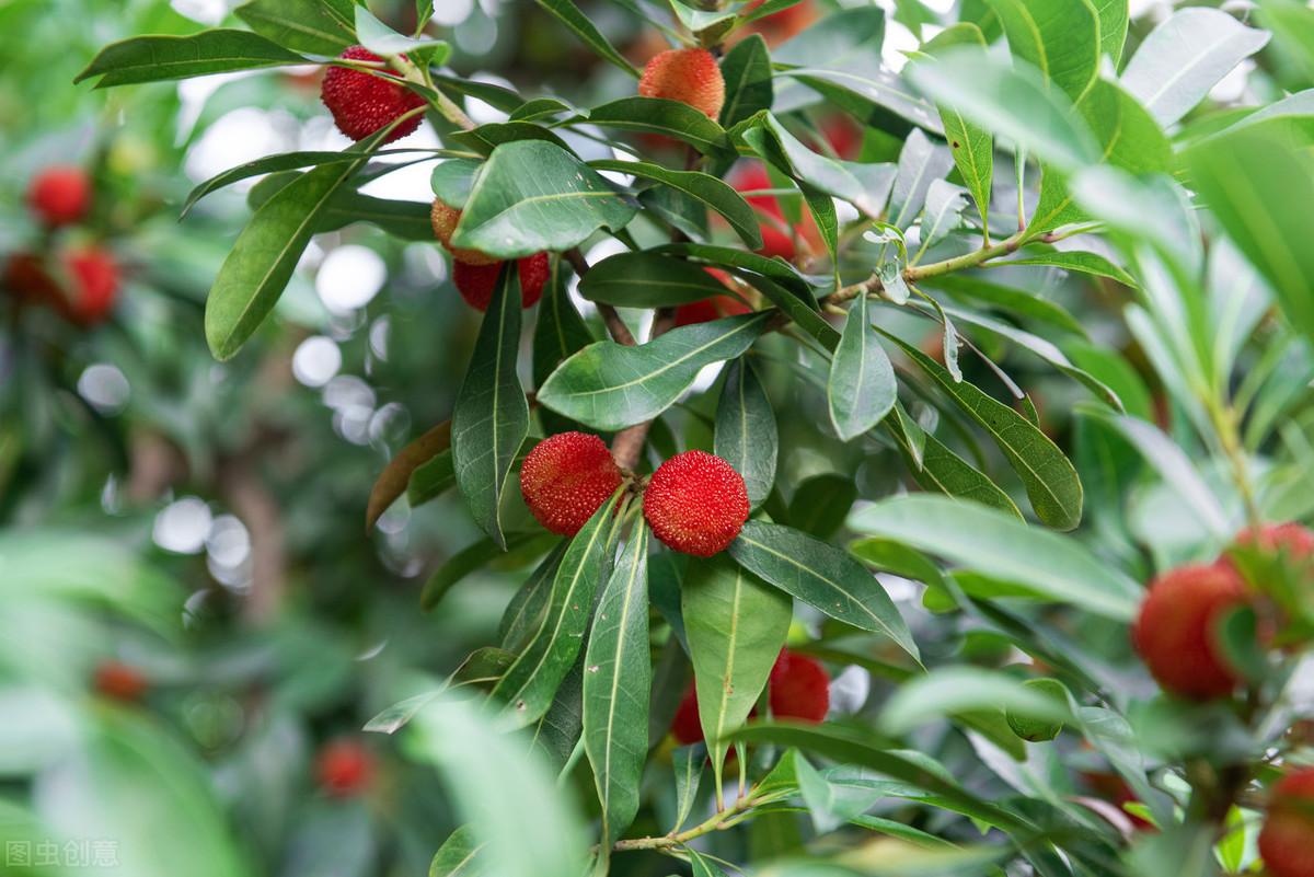 室内种植杨梅树技术视频_室内种植杨梅树技术要点_杨梅树室内种植技术