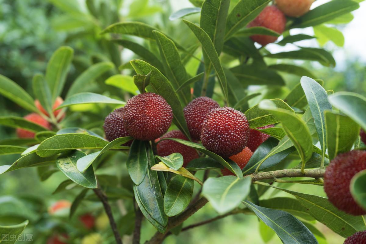 室内种植杨梅树技术要点_室内种植杨梅树技术视频_杨梅树室内种植技术