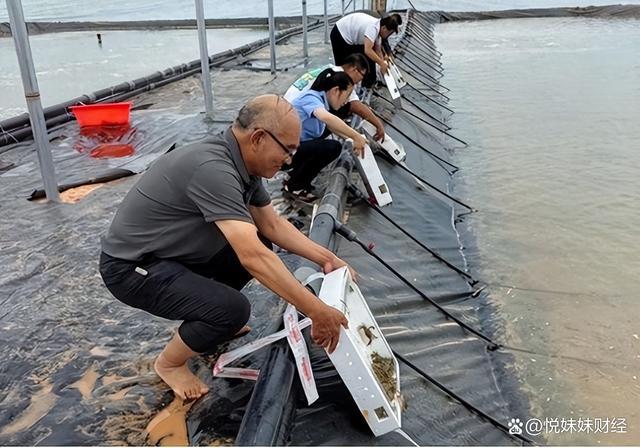 新疆人工海产养殖试点成功，沙漠长出深海大虾，让日本猝不及防