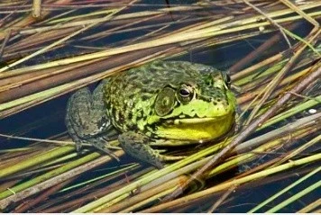 致富经水稻田养龙虾_稻田养龙虾国家补贴多少钱一亩_致富经龙虾养殖视频稻田