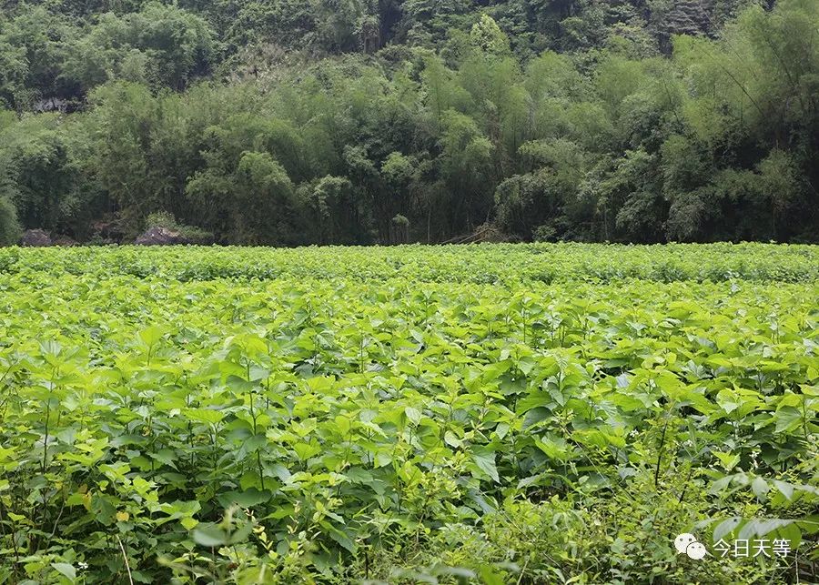 致富种植砂仁图片_砂仁种植致富_种砂仁赚钱吗