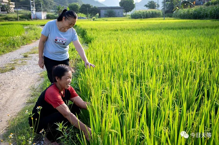 种砂仁赚钱吗_致富种植砂仁图片_砂仁种植致富