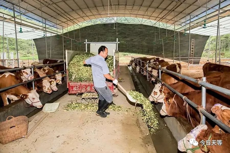 砂仁种植致富_种砂仁赚钱吗_致富种植砂仁图片