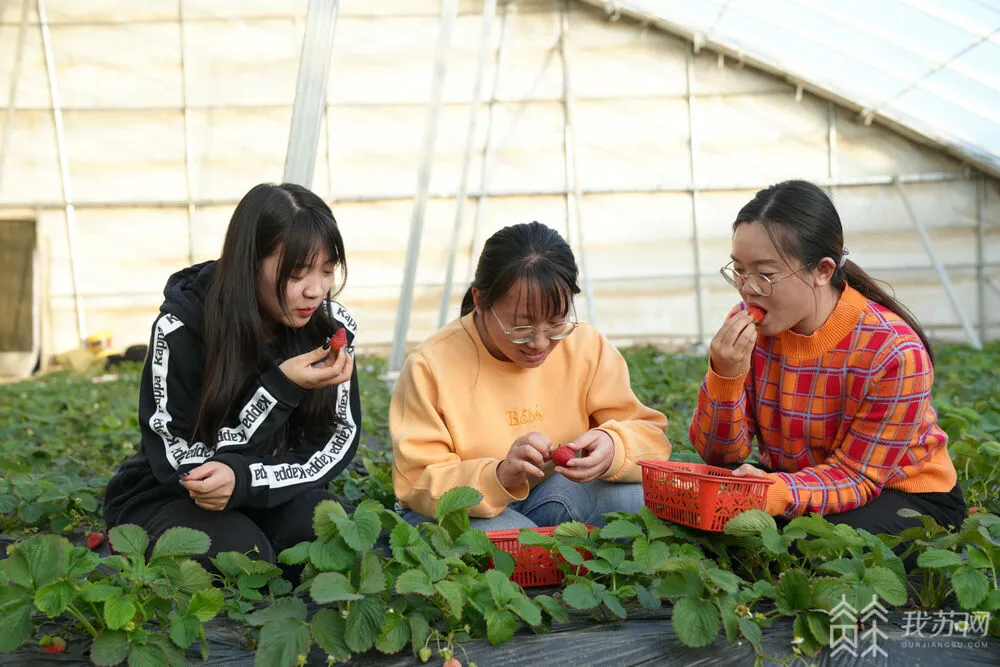 种植致富的道路是什么_种植致富业_致富种植道路是什么意思