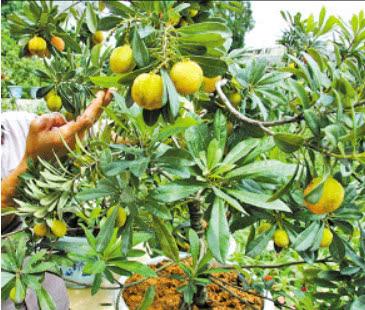 室内种植杨梅树技术要点_杨梅树室内种植技术_杨梅室内种植需要注意什么