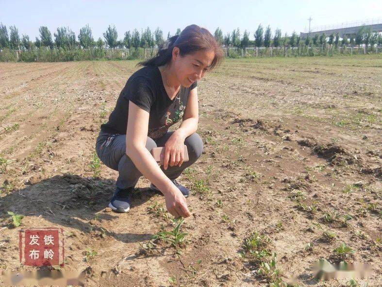 花卉致富种植有哪些_花卉致富种植方案_种植花卉致富