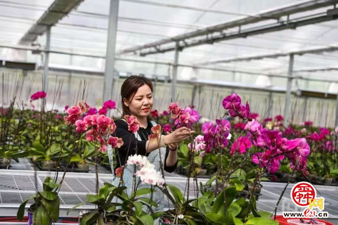 一朵温泉“花”实现致富梦，花卉产业蹚出乡村振兴“商河路径”