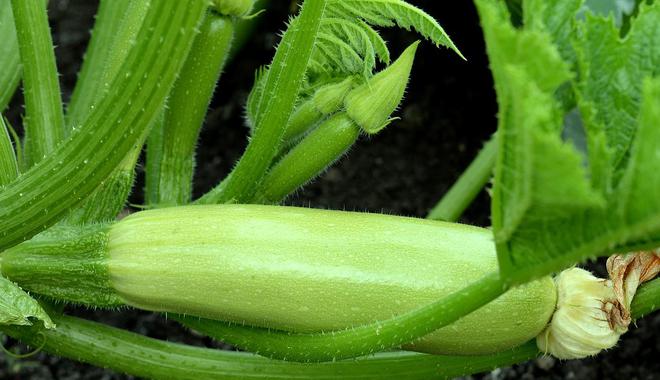 蒲瓜种植技术_蒲瓜种植技术视频_蒲瓜种植方法