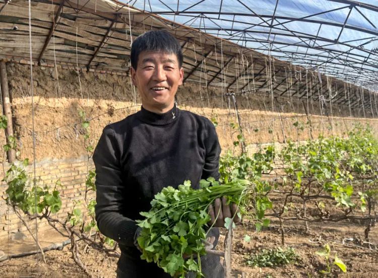 蔬菜种植产业_种植蔬菜致富行业_致富蔬菜种植行业怎么样