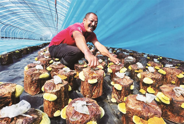 吉林省种植花菇致富新闻_吉林省蘑菇种植基地_吉林菌菇有哪些