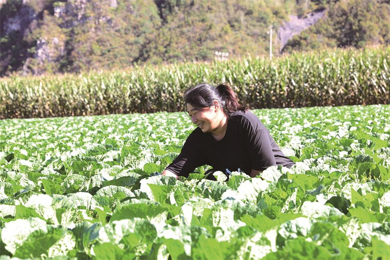 吉林菌菇有哪些_吉林省蘑菇种植基地_吉林省种植花菇致富新闻