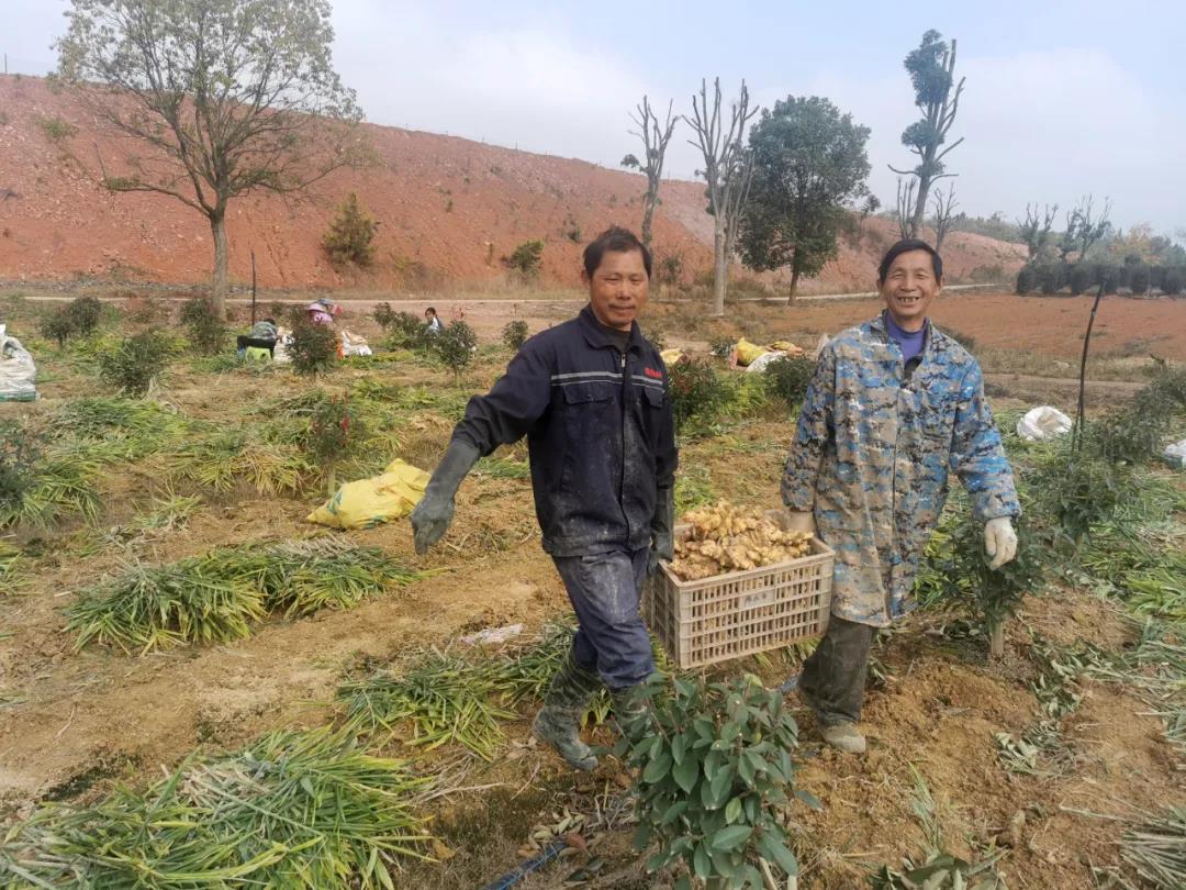 种植嫩姜致富_生姜种植致富经_种植姜