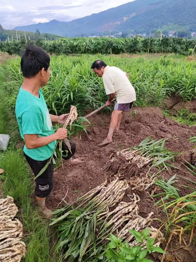 生姜种植致富经_种植嫩姜致富_种植姜