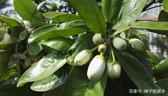 柚子种植_柚孑种植技术_柚子栽培技术