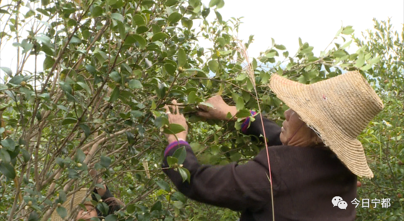 农村种植什么能致富_致富能种植农村农业吗_致富能种植农村水稻吗