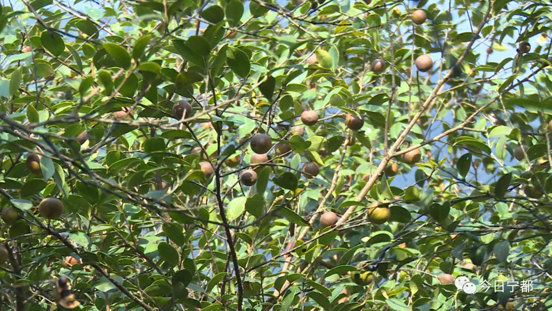 致富能种植农村水稻吗_农村种植什么能致富_致富能种植农村农业吗