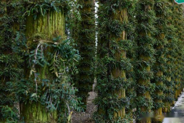 姜的高产种植技术视频_种植嫩姜致富_生姜种植致富经