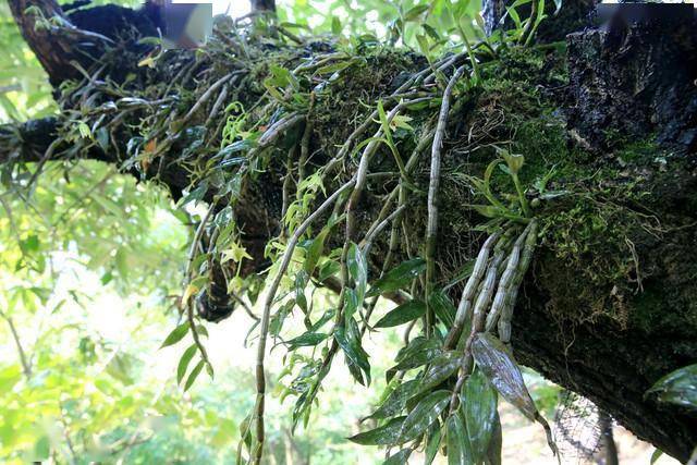 姜的高产种植技术视频_生姜种植致富经_种植嫩姜致富