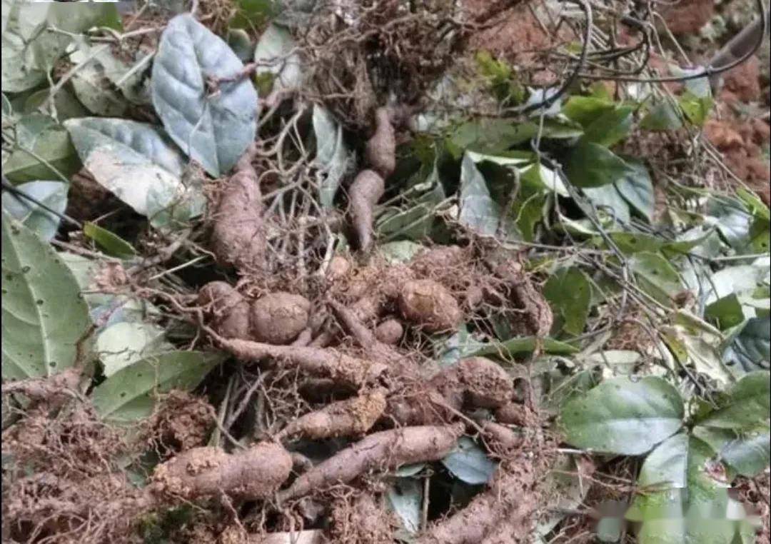 姜的高产种植技术视频_生姜种植致富经_种植嫩姜致富