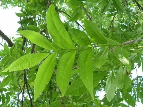 碧根果种植技术视频_碧根果育苗技术视频_碧根果种苗