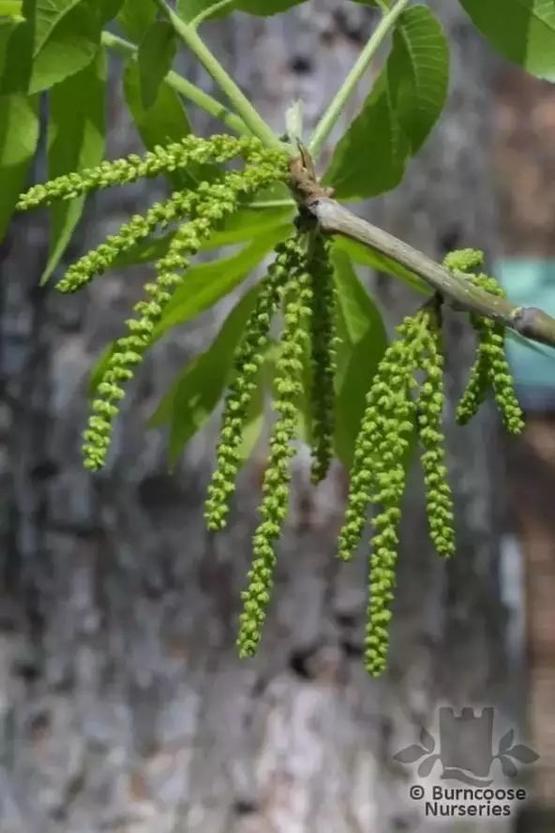 碧根果种植技术视频_碧根果育苗技术视频_碧根果种苗