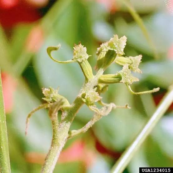 碧根果种苗_碧根果种植技术视频_碧根果育苗技术视频