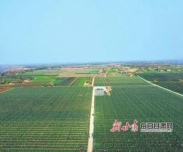 种植致富农业苹果项目简介_农业种植致富项目苹果种植_种植致富农业苹果项目有哪些