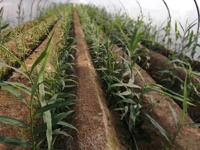 种植嫩姜致富_姜的高产种植技术视频_种植姜