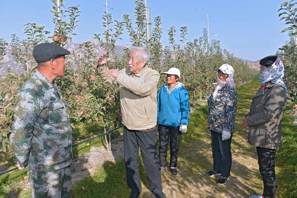 农业种植致富项目苹果种植_种植致富农业苹果项目简介_种植苹果致富的人