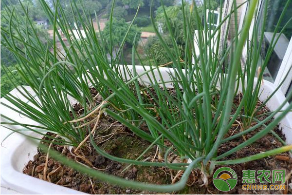 香葱如何种植才能实现高产？香葱高产种植管理技术要点-图片版权归惠农网所有