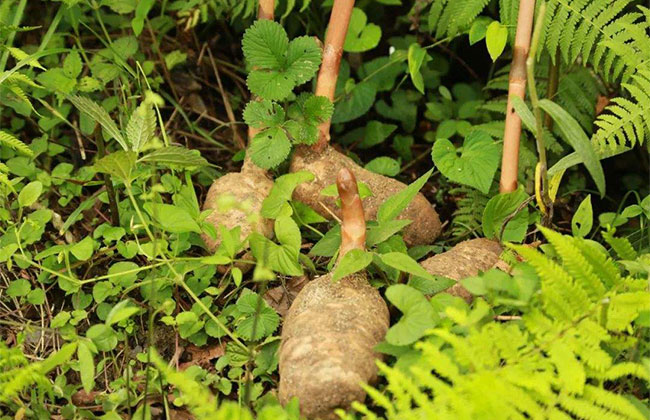 天麻种植一亩多少投资?天麻种植技术方法