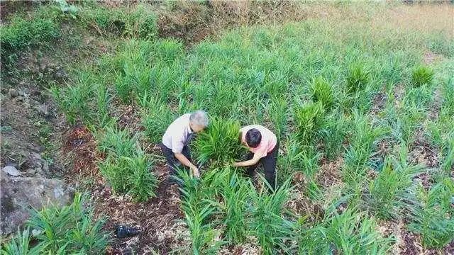 种姜致富骗局_生姜种植致富经_种植嫩姜致富