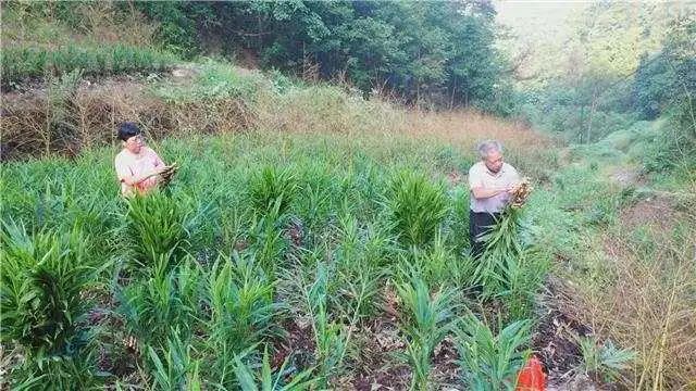 种姜致富骗局_生姜种植致富经_种植嫩姜致富