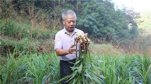 生姜种植致富经_种植嫩姜致富_种姜致富骗局