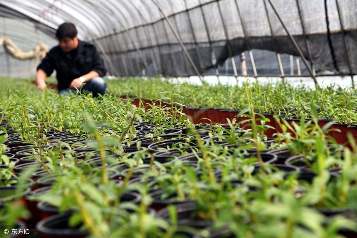 致富经半夏种植技术_种植半夏视频_半夏的种植效益