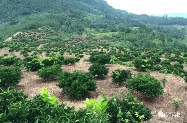 种植半夏视频_半夏的种植效益_致富经半夏种植技术