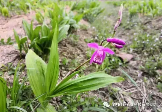 致富经半夏种植技术_种植半夏视频_半夏的种植效益