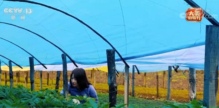 致富人参种植方法有哪些_致富人参种植方法视频_人参种植致富方法