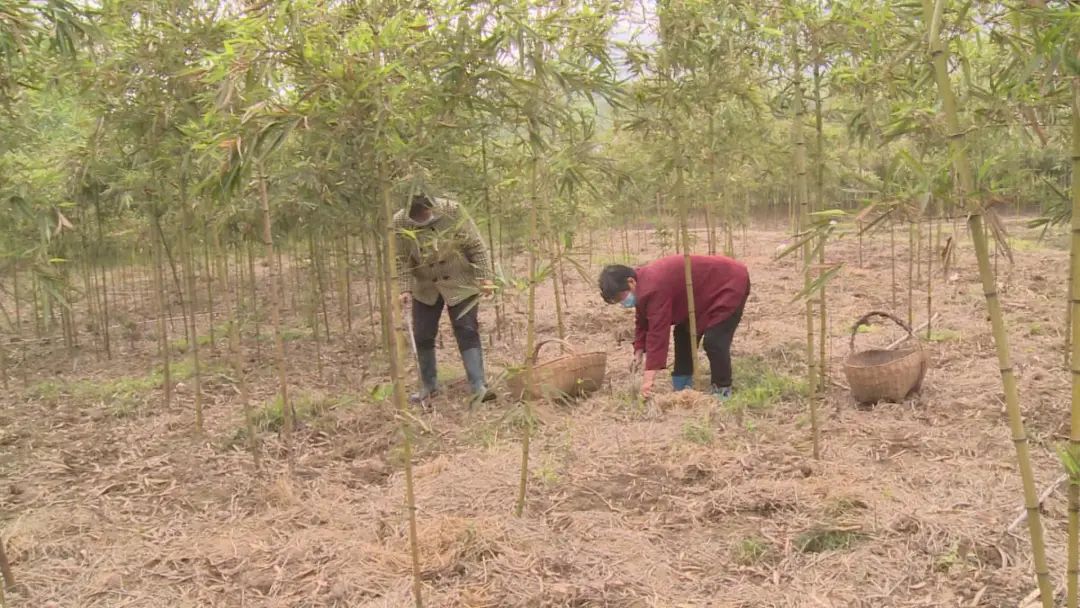 致富种植莴笋视频_致富种植莴笋图片_莴笋种植致富